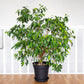 50 WEEPING FIG Ficus Benjamina Benjamin Indian Rubber Tree Houseplant Seeds