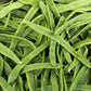 50 ROMA Italian GREEN BEAN Phaseolus Vulgaris Vegetable Seeds