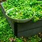 100 MINER'S LETTUCE Winter Purslane Spinach Claytonia Perfoliata Vegetable Seeds