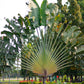 10 TRAVELLER'S PALM TREE Ravenala Madagascariensis Flower Houseplant Seeds