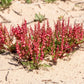 100 SHEEP SORREL Rumex Acetosella Red Field Sorrel Sour Weed Herb Flower Seeds