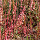 100 SHEEP SORREL Rumex Acetosella Red Field Sorrel Sour Weed Herb Flower Seeds
