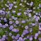 50 Blue RICE BUTTON ASTER Dumosus Flower Seeds