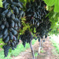 5 BLACK FINGER GRAPE Vitis Viniferia Fruit Vine Seeds