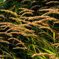 150 SWEET VERNAL GRASS Sweet Grass Vanilla Grass Anthoxanthum Odoratum Fragrant Vernalgrass Ornamental Craft Seeds