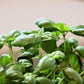 2000 SWEET GENOVESE BASIL Ocimum Basilicum Herb Flower Seeds