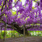 5 JAPANESE WISTERIA Floribunda Flower Purple Ornamental Vine Climber Seeds