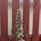100 Pink CHINESE MOTHERWORT Leonurus Japonicus Siberian Honey Herb Flower Seeds