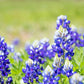 150 TEXAS BLUEBONNET LUPINE Lupinus Texensis Flower Seeds