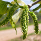 15 Red MULBERRY Morus Rubra Black Fruit Shrub Tree Seeds