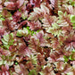 250 VALERIAN (Garden Heliotrope / Heal All) Valeriana Officinalis Herb Flower Seeds