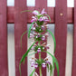 100 Pink CHINESE MOTHERWORT Leonurus Japonicus Siberian Honey Herb Flower Seeds