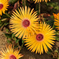 100 Gelato YELLOW ICE PLANT Mesembryanthemum Daisy Livingstone Succulent Flower Seeds