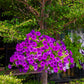 200 Mixed LAURA BUSH PETUNIA Violacea Integrifolia Pink Purple Trumpet Flower Seeds