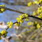 10 SPICEBUSH Wild Allspice Lindera Benzoin Northern Spice Bush Red Berry Yellow Flower Seeds