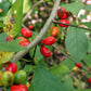 10 SPICEBUSH Wild Allspice Lindera Benzoin Northern Spice Bush Red Berry Yellow Flower Seeds