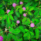 100 MIMOSA Pudica / SENSITIVE PLANT / Touch Me Not Flower Seeds