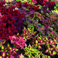 100 Mixed Colors COLEUS RAINBOW MIX Shade Houseplant Solenostemon Flower Seeds