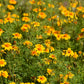 300 MEXICAN Mint MARIGOLD Spanish Tarragon Tagetes Lucida Flower Herb Seeds