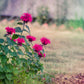 25 BEE BALM MIX Lemon Hummingbird Mint Monarda Didyma Mixed Colors Scarlet, Red, Pink, Purple, Spotted, & Salmon Flower Seeds