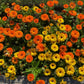 500 Mixed Colors FANCY MIX Pot MARIGOLD Calendula Officinalis Flower Seeds