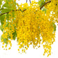 15 GOLDEN SHOWER TREE Gold Rush Yellow Cassia Fistula Flower Seeds