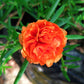 100 Orange PORTULACA MOSS ROSE Portulaca Grandiflora Succulent Flower Seeds