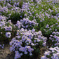 50 Blue RICE BUTTON ASTER Dumosus Flower Seeds