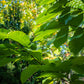 5 PAW PAW Fruit TREE Indian Banana Asimina Triloba Flower Seeds