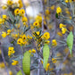 50 Yellow FEATHERY Silver CASSIA Green Senna Artemisioides Seeds
