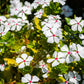 100 BRIGHT EYES PERIWINKLE Vinca Rosea Dwarf White & Pink Flower Seeds