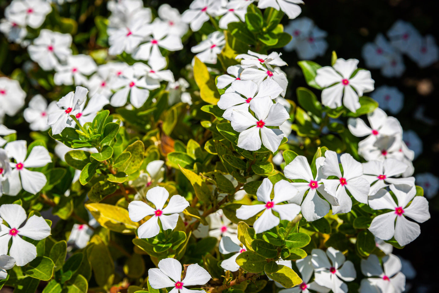 100 BRIGHT EYES PERIWINKLE Vinca Rosea Dwarf White & Pink Flower Seeds