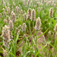 1000 Organic PSYLLIUM Plantago Ovata Plantain Herb Flower Seeds