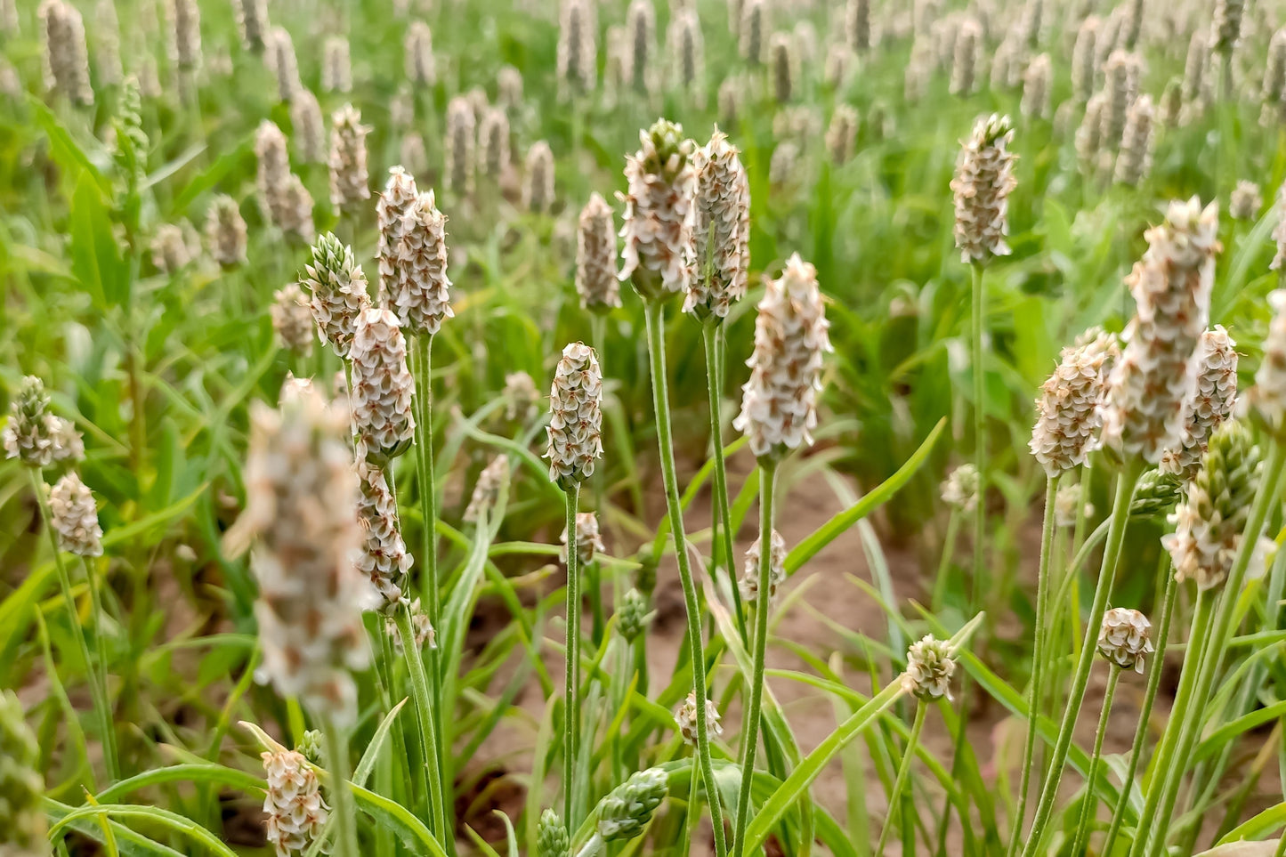 1000 Organic PSYLLIUM Plantago Ovata Plantain Herb Flower Seeds