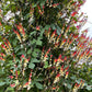 10 FIRECRACKER VINE Flower Mina Lobata Exotic Love Spanish Flag Ipomoea Seeds