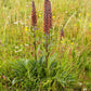 20 MILK CHOCOLATE FOXGLOVE Spanish Digitalis Parviflora Red Brown Flower Seeds