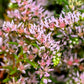 50 SEASTAR / WIDOWS Cross SEDUM Sea Star Stonecrop Sedum Pulchellum Flower Seeds
