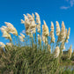200 WHITE PAMPAS GRASS Cortaderia Selloana Ornamental Flower Seeds
