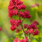 50 RED JUPITER'S BEARD Valerian Keys of Heaven Centranthus Ruber Flower Seeds