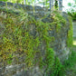 100 KENILWORTH IVY (Ivy-Leaved Toadflax) Cymbalaria Muralis Vine Flower Seeds