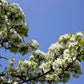 20 ASIAN PEAR TREE Pyrus Pyrifolia Oriental Japanese Fruit Seeds