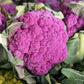 25 PURPLE CAULIFLOWER Violet Queen Brassica Oleracea Botrytis Vegetable Seeds