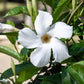 5 CHILEAN JASMINE / MANDEVILLA Laxa White Fragrant Flower Vine Seeds
