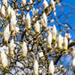 10 SOUTHERN MAGNOLIA TREE 12" White Flowers Native Grandiflora Bull Bay Seeds