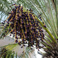 10 PYGMY DATE PALM Phoenix Roebelenii Dwarf Miniature Ornamental Fruit Tree Houseplant Seeds