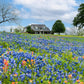 150 TEXAS BLUEBONNET LUPINE Lupinus Texensis Flower Seeds