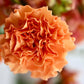 50 ORANGE CARNATION Dianthus Caryophyllus Chabaud Double Flower Seeds