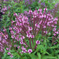 1000 Pink VERVAIN Verbena Hastata Rosea Flower Seeds