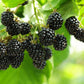 100 BLACKBERRY Fruit Bush Rubus Allegheniensis Seeds
