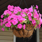 100 PINK PETUNIA Hybrida Pollinator Garden Container Flower Seeds